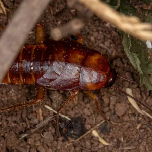 cockroach pest control in virginia