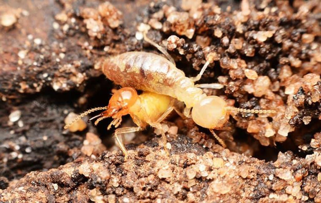 termite pest control in virginia - bluebird pest control