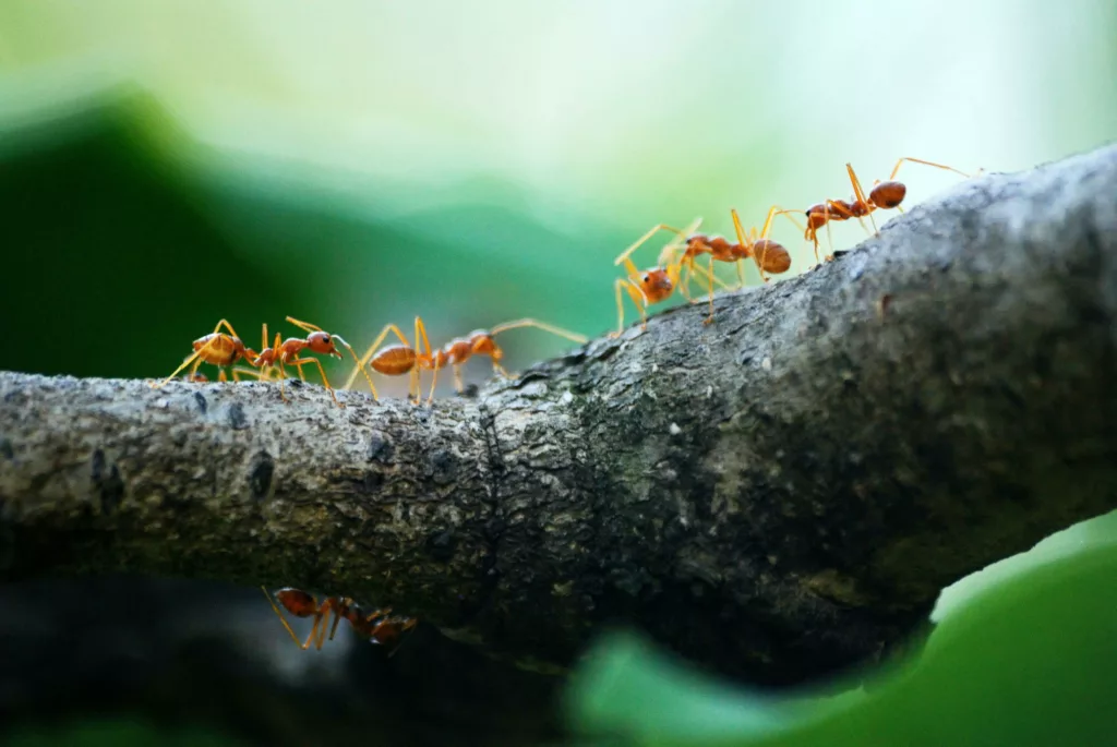 Best Ant Exterminators
