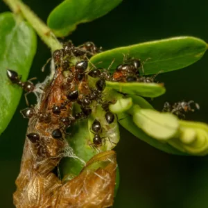 ants extermination in Alexandria VA