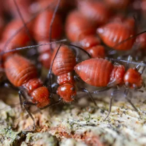 termites pest control alexandria virginia