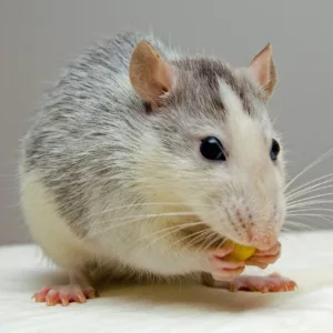 mice control in northern virginia