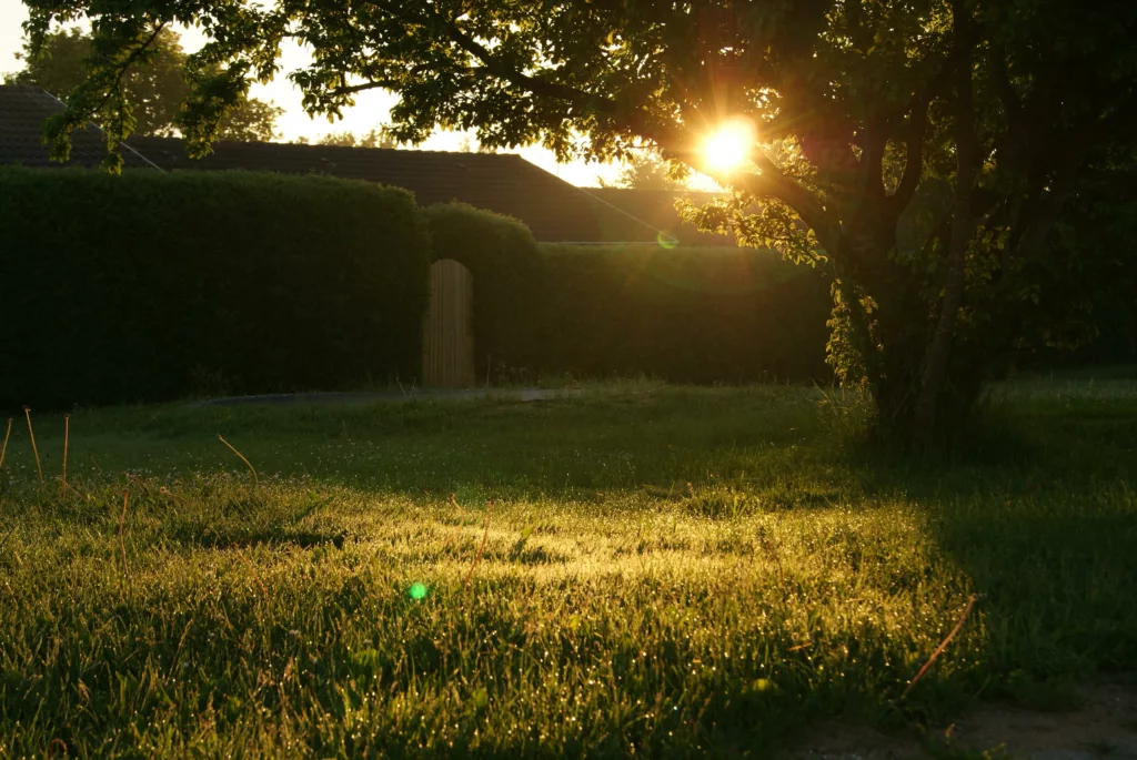 backyard in the summer