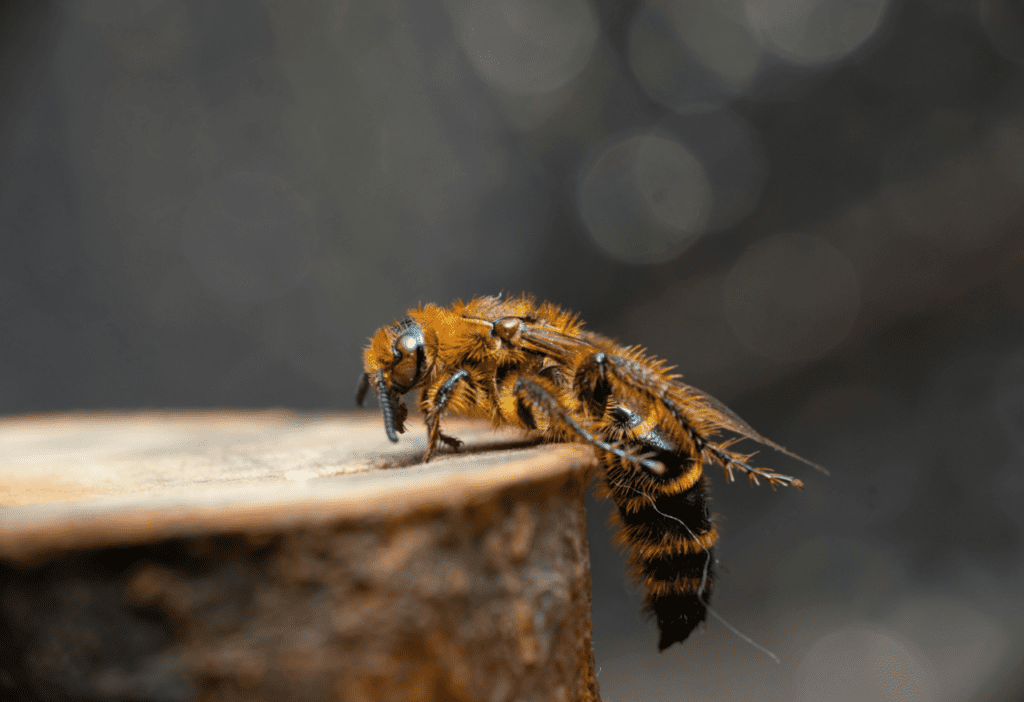 wasp nest removal in northern virginia