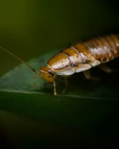 Alexandria, VA Pest Control Cockroach