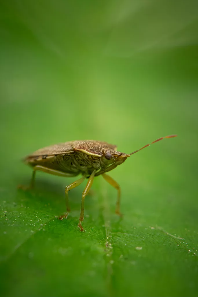 Picture of a Stink Bug Removal in Northern Virginia