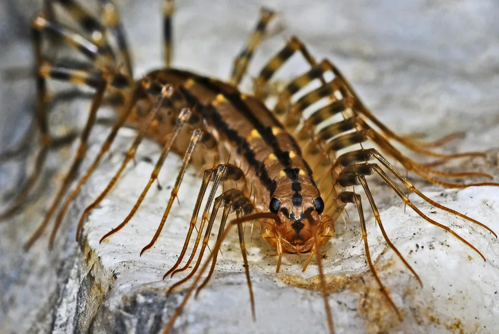 Centipede that exterminator Woodbridge VA can kill