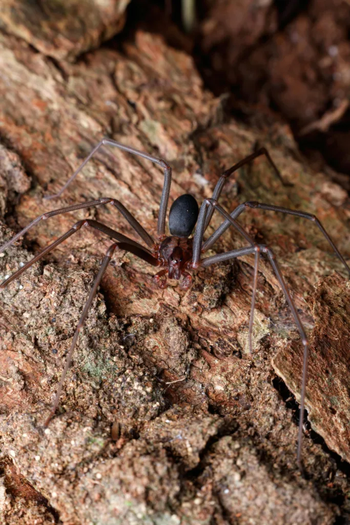 brown recluse being removed by Bluebird best pest control neaar manassas