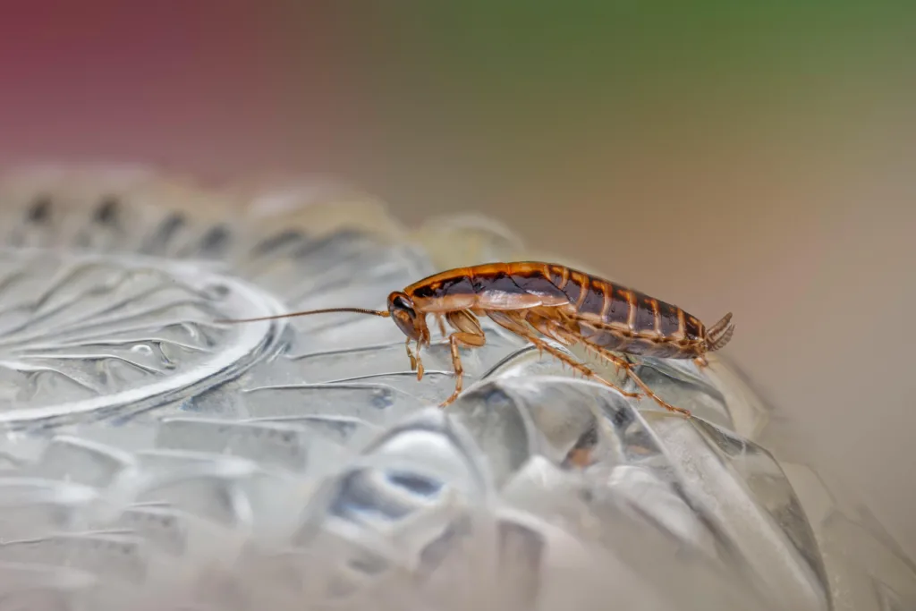 removing a cockroach with Pest control in Stafford VA