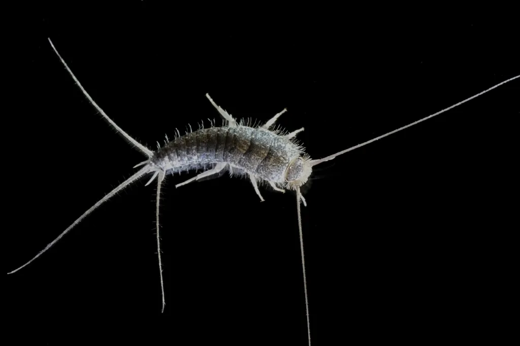 silverfish exterminator Arlington, VA