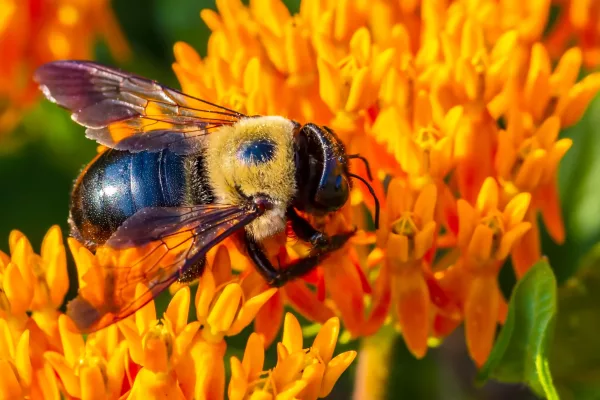 A carpenter bee busy pollinating.