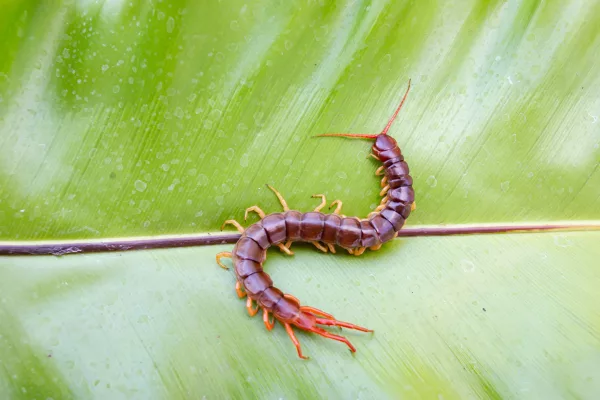 A centipede can bite. It is a poisonous animal and has a lot of