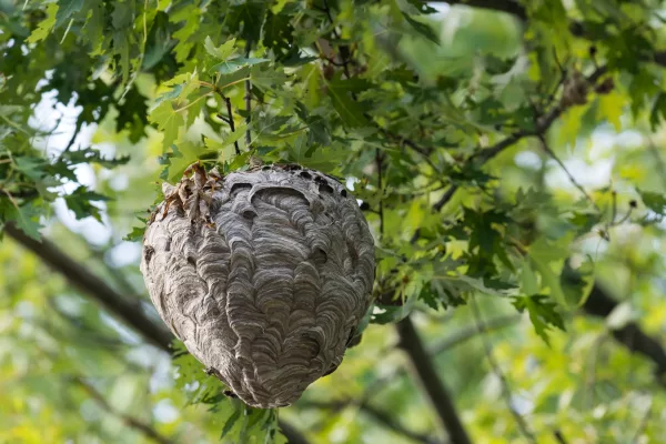 european hornets (Dolichovespula Maculata) nest in a tree