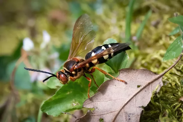 Cicada Killer on the prowl